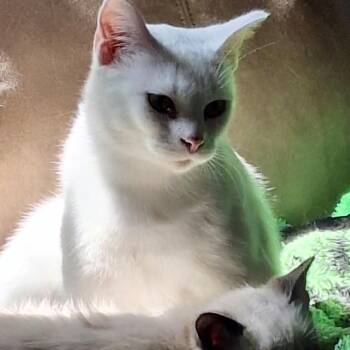 Mama -  Domestic Short Hair Cat for Adoption in Wadena, Minnesota - Mama | PetCurious
