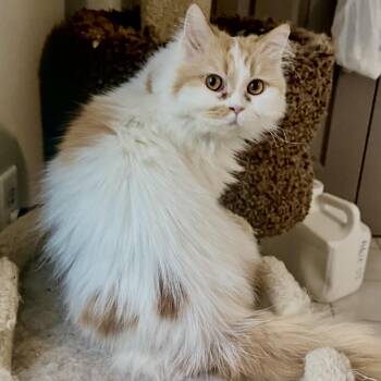 Persian Cats Available for Adoption - Beautiful Persian Butter | PetCurious