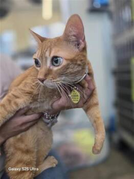 Domestic Short Hair Cats Available for Adoption in San Antonio, Texas - FIONA | PetCurious