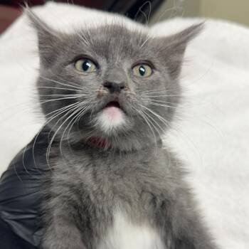 Scarlet -  Domestic Short Hair Cat for Adoption in Lakewood, Colorado - Scarlet | PetCurious