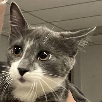 Chai-C -  Domestic Short Hair Cat for Adoption in East St. Louis, Illinois - Chai-C | PetCurious