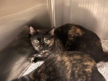 Mocha -  Domestic Short Hair Cat for Adoption in Twentynine Palms, California - Mocha | PetCurious