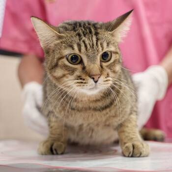 Rescue Domestic Short Hair Cats for Adoption in Fairfax Station, Virginia - Single | PetCurious