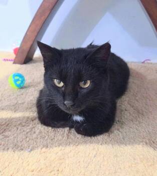 Domestic Short Hair Cats Available for Adoption in Waverly, Iowa - Rosie | PetCurious