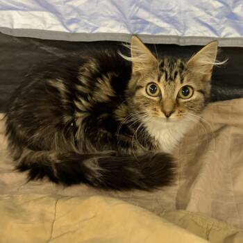 Sauce Gumbo -  Maine Coon and Tabby Cat for Adoption in San Diego, California - Sauce Gumbo | PetCurious
