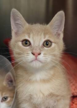 Rescue Domestic Long Hair and Domestic Short Hair Cats for Adoption in Aiken, South Carolina - Trick 59776 | PetCurious