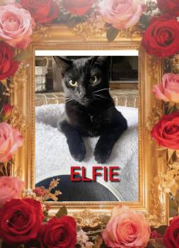 Domestic Short Hair Cats Available for Adoption - Elfie - 7 Mo Lover Boy | PetCurious