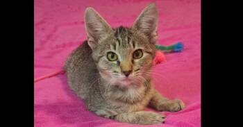 Briar -  Domestic Short Hair Cat for Adoption in Groveland, Massachusetts - Briar | PetCurious