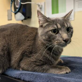 CONCRETE -  Domestic Short Hair Cat for Adoption in Pasadena, California - CONCRETE | PetCurious