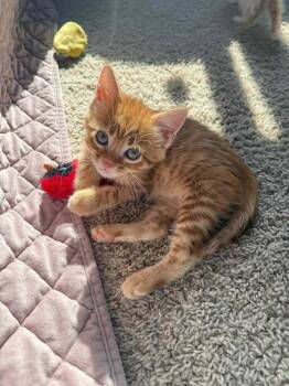 Dorito -  Domestic Short Hair Cat for Adoption in Lincoln, Nebraska - Dorito | PetCurious
