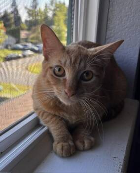 Domestic Short Hair Cats Available for Adoption in Gig Harbor, Washington - Tucker | PetCurious