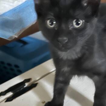 Merlin -  Domestic Medium Hair Cat for Adoption in NEW PT RICHEY, Florida - Merlin | PetCurious