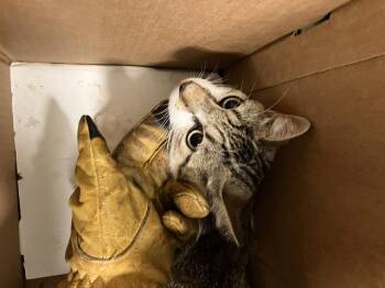 WHISPER -  American Shorthair Cat for Adoption in Dallas, Texas - WHISPER | PetCurious