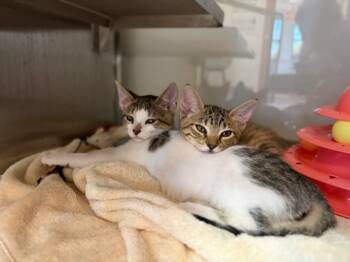 DASHI* -  Domestic Short Hair Cat for Adoption in Santa Cruz, California - DASHI* | PetCurious