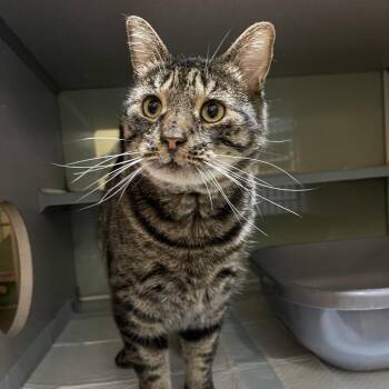 Ollie -  Domestic Short Hair Cat for Adoption in Walden, New York - Ollie | PetCurious