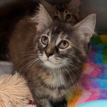 IVY -  Domestic Long Hair Cat for Adoption in Corydon, Indiana - IVY | PetCurious