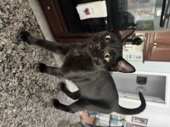 Banjo -  Domestic Short Hair Cat for Adoption in Bethel Park, Pennsylvania - Banjo | PetCurious