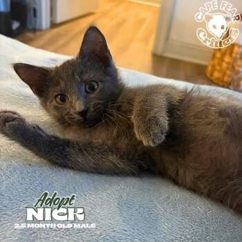 Nick -  Russian Blue Cat for Adoption in Wilmington, North Carolina - Nick | PetCurious