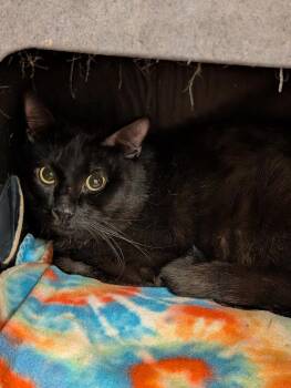 Mycroft -  Domestic Medium Hair Cat for Adoption in Tucson, Arizona - Mycroft | PetCurious