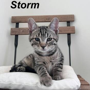 Storm -  Domestic Short Hair Cat Available for Adoption in Wind Gap, Pennsylvania - Storm | PetCurious