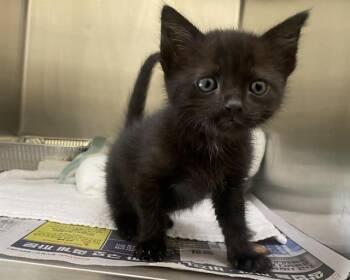 BLESSING -  Domestic Short Hair Cat for Adoption in Tustin, California - BLESSING | PetCurious