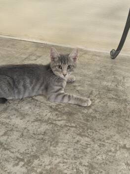 Domestic Short Hair Cats Available for Adoption in Somerset, Pennsylvania - Kento | PetCurious