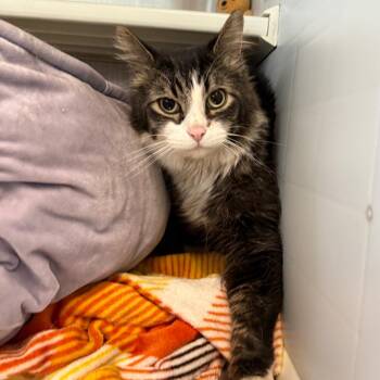 Domestic Medium Hair Cats Available for Adoption in Denver, Colorado - Bucket | PetCurious