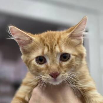 Amber Jack -  Domestic Short Hair Cat for Adoption in Huntsville, Alabama - Amber Jack | PetCurious