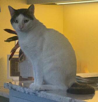 Buddha -  Domestic Short Hair Cat for Adoption in Frederick, Maryland - Buddha | PetCurious