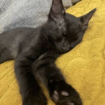 Rescue Domestic Short Hair Cats for Adoption in Spokane, Washington - Snowdrop | PetCurious