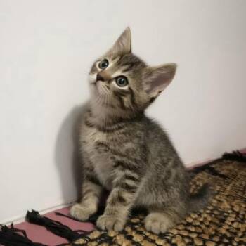 Bert -  Domestic Short Hair Cat for Adoption in Warr Acres, Oklahoma - Bert | PetCurious