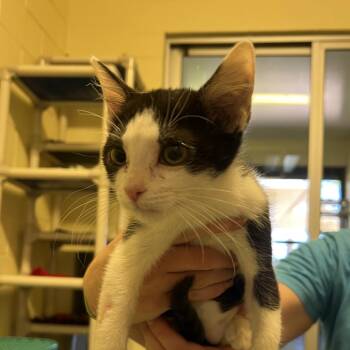 Johnny -  Domestic Short Hair Cat for Adoption - Johnny | PetCurious