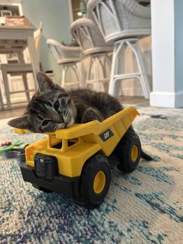 Munchkin -  Domestic Short Hair Cat for Adoption in Warrington, Pennsylvania - Munchkin | PetCurious