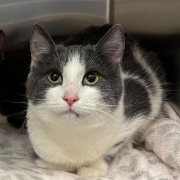 Domestic Short Hair Cats Available for Adoption - Poach (Bonded W/ Scrambled) | PetCurious