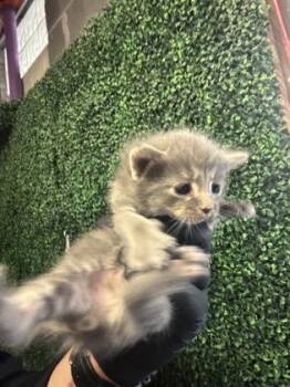 61268808 -  Domestic Short Hair Cat for Adoption in El Paso, Texas - 61268808 | PetCurious