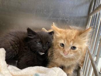 Domestic Medium Hair Cats Available for Adoption in Tustin, California - PEDRO | PetCurious