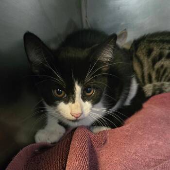 Won -  Domestic Short Hair Cat for Adoption in San Jacinto, California - Won | PetCurious