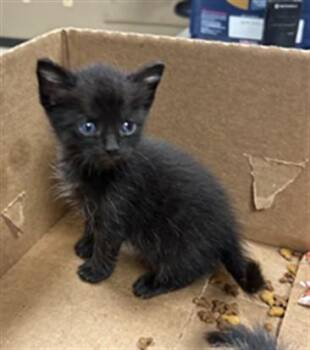 EDUARDO -  Domestic Short Hair Cat for Adoption in Conroe, Texas - EDUARDO | PetCurious