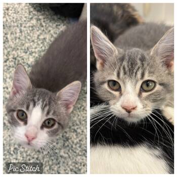 Domestic Short Hair Cats Available for Adoption - Aries And Aquarius  | PetCurious