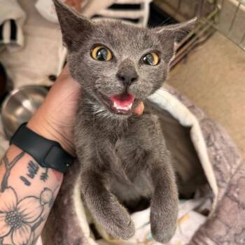 Salami -  Domestic Short Hair Cat for Adoption in Lynchburg, Virginia - Salami | PetCurious