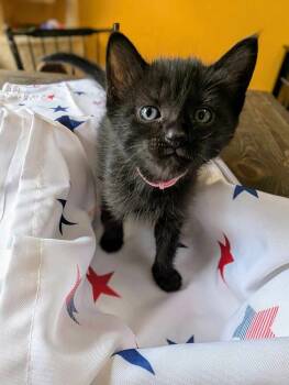 Rescue Domestic Short Hair Cats for Adoption in Warner Robins, Georgia - Purzzo | PetCurious