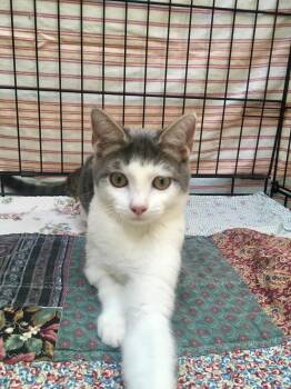 Trevor -  Domestic Short Hair Cat for Adoption in Leicester, North Carolina - Trevor | PetCurious