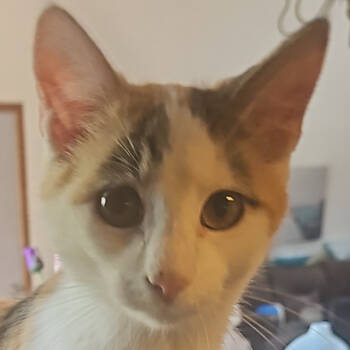 Rescue Domestic Short Hair Cats for Adoption in Grinnell, Iowa - Meow | PetCurious