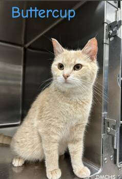 Buttercup -  Domestic Short Hair Cat for Adoption in Burlington, Iowa - Buttercup | PetCurious