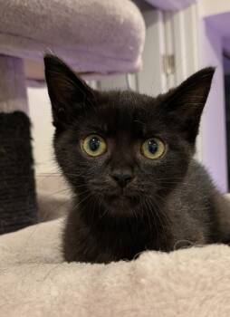 Koru -  Domestic Short Hair Cat for Adoption in Hamilton, Ontario - Koru | PetCurious