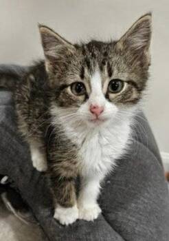 Billie -  Domestic Short Hair Cat for Adoption in Reston, Virginia - Billie | PetCurious