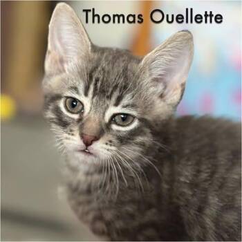 Domestic Short Hair Cats Available for Adoption in Calgary, Alberta - Thomas Ouellette | PetCurious