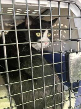 Jack(finder) -  Domestic Short Hair Cat for Adoption in Troutdale, Oregon - Jack(finder) | PetCurious