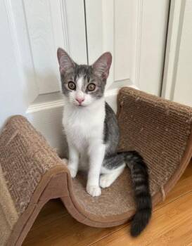 Rescue Domestic Short Hair Cats for Adoption in Chandler, Arizona - Tres Girard | PetCurious