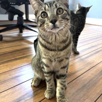 Domestic Short Hair Cats Available for Adoption in Apex, North Carolina - MacDougal | PetCurious